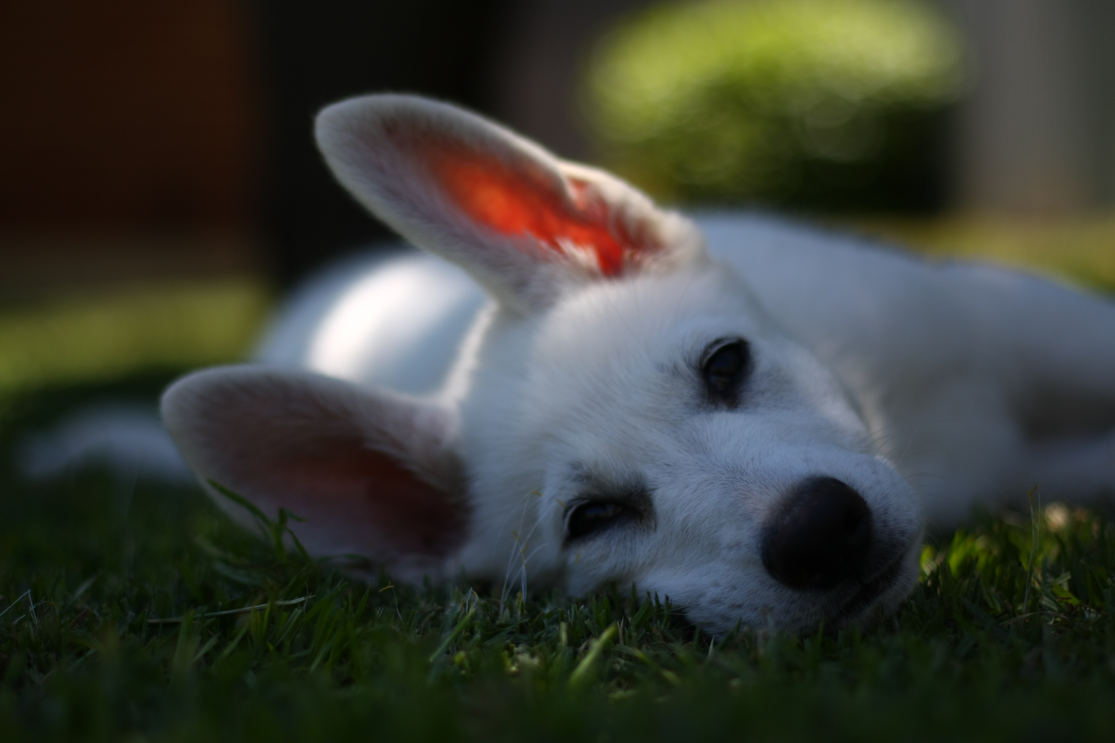 Synergy Kennels - White Swiss Shepherd Dogs Adelaide