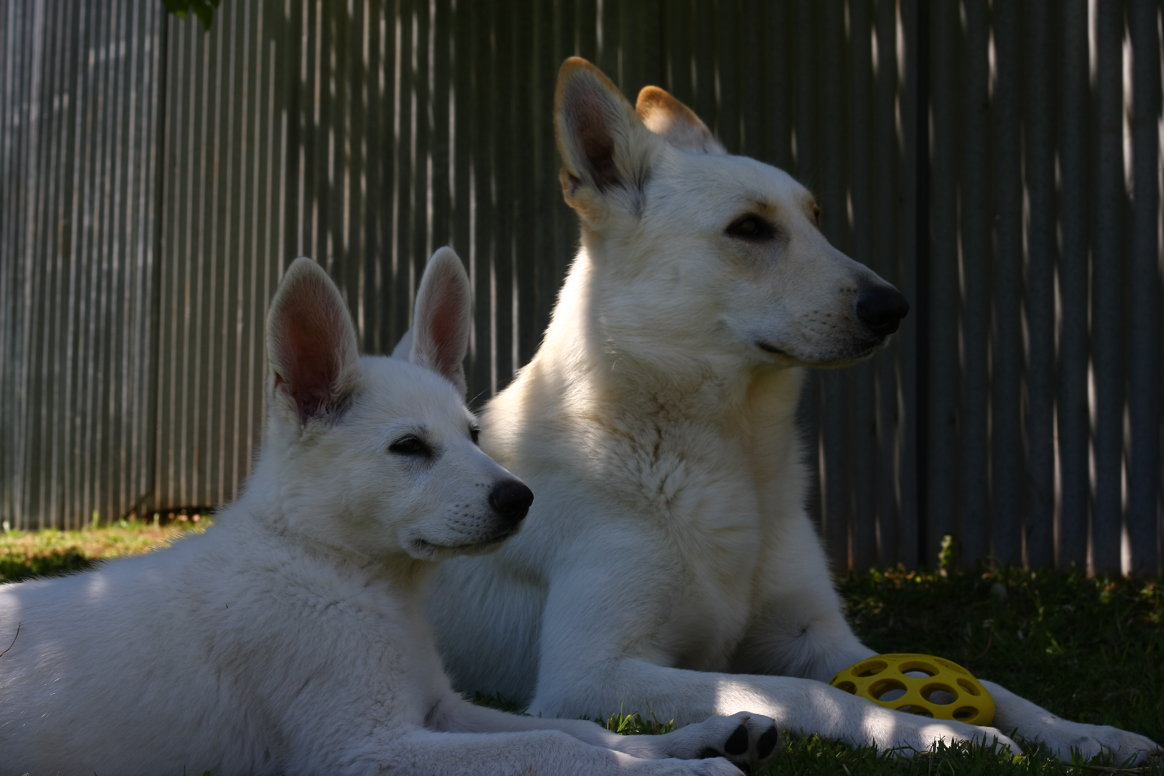 Synergy Kennels - White Swiss Shepherd Dogs Adelaide